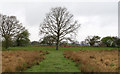 TM0479 : Oak on the Spider Trail by Roger Jones