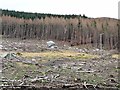 NO2877 : Forest clearance in Upper Glen Clova by Oliver Dixon