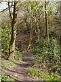 SD8103 : Path Through Prestwich Clough by David Dixon