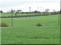 NZ1661 : Telegraph wires crossing farmland by Christine Johnstone