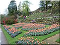 SJ8383 : Tulips in the lower garden, Quarry Bank by Christine Johnstone