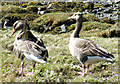 NM4099 : Greylag Geese (Anser anser) by Anne Burgess