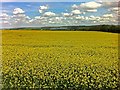 SE4105 : Yellow as far as the eye can see by Steve  Fareham