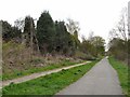 SJ9494 : Fallen Tree on Trans Pennine Trail by Gerald England