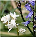 SJ9494 : Whitebells and Bluebells by Gerald England