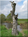 TM1631 : Dead tree near borrow dyke by Roger Jones