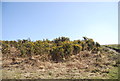 TQ4631 : Gorse, Ashdown Forest by N Chadwick