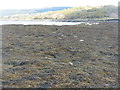 NM4925 : Brown algae on Sgeir Mhor in Loch Scridain by M J Richardson