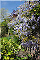 SJ8490 : Old Parsonage Gardens - Wisteria wall by Peter Turner