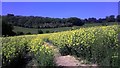 TQ5859 : North Downs Way looking toward Birches Wood by PAUL FARMER