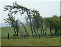 SO0775 : Larch and hawthorn trees near the ridge by Andrew Hill