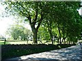 SK0250 : Trees on the east side of High Street, Ipstones by Christine Johnstone