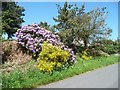 SK0546 : Mauve rhododendrons and yellow broom by Christine Johnstone