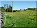 SK0346 : Telegraph pole in a flowery meadow by Christine Johnstone