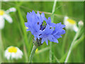 SP9314 : A Cornflower in the Cornfield at College Lake by Chris Reynolds