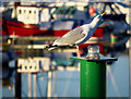 J5081 : Herring Gull, Bangor by Rossographer