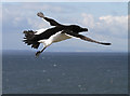 NT6599 : A razorbill at the Isle of May by Walter Baxter