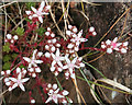 NM7430 : English Stonecrop (Sedum anglicum) by Anne Burgess