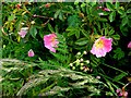 H4074 : Dog roses, Mullagharn by Kenneth  Allen