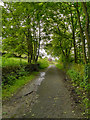 SJ9999 : Pennine Bridleway, Brushes by David Dixon