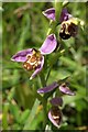 SX8771 : Bee orchid by Derek Harper