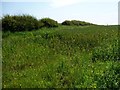 TA1772 : Wheat crop, Mill Fields by Christine Johnstone