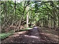 TQ5815 : Cuckoo Trail through Cowden Wood by Paul Gillett