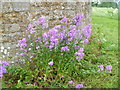 SP3342 : Windmill flowers by Michael Dibb