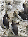 TA1974 : Guillemots guarding chick, Bempton Cliffs by Pauline E