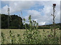 SU9150 : Thistles at the Edge by Colin Smith