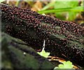 NS3977 : A slime mould - Cribraria cancellata by Lairich Rig