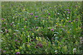 SK1982 : Meadow flowers at Townfield Barn, Shatton by Christopher Hilton