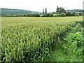 SJ5300 : Wheatfield west of Langley Chapel by Christine Johnstone