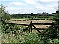 SE3340 : Cereal field on the south side of Tarn Lane by Christine Johnstone