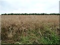 SE4210 : Oil seed rape crop, south of Common Road by Christine Johnstone