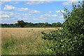 SU0458 : 2012 : Hedgerow and wheatfield north of the Lydeway by Maurice Pullin