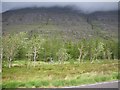 NG9256 : Young broadleaf forest framed with steep stony hills  by C Michael Hogan