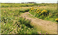 C9342 : Path, Portballintrae (1) by Albert Bridge