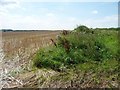 SK9910 : Entrance to stubble field, east of Pickworth Road by Christine Johnstone