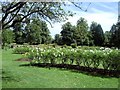 TQ2668 : Rose Garden - Morden Hall Park by Paul Gillett