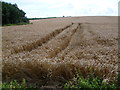 TL1781 : Cornfield near Coppingford Hall by Marathon