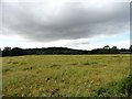 NZ2840 : View to the west from Hall Lane by Robert Graham