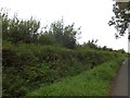 SS8306 : Roadside verge on Downhayne Hill by David Smith