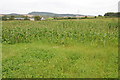 SO4630 : Maize crop near Poolwharf Farm by Philip Halling