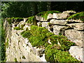 SP0705 : Dry Stone Wall, Barnsley Park by Nigel Mykura