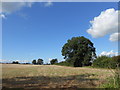 ST8285 : Wheat Stubble Field by Nigel Mykura