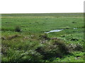 SD4769 : Marshland, Morecambe Bay by Malc McDonald