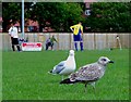 TQ6200 : Mother and child herring gull spectators, Eastbourne by nick macneill