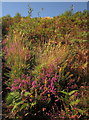 SX7289 : Bell heather below Castle Drogo by Derek Harper