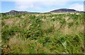 NH3314 : Exclosure, near Dundreggan by Craig Wallace